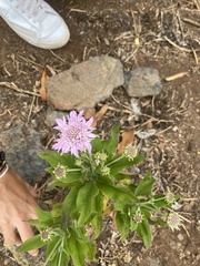 Pterocephalus dumetorum