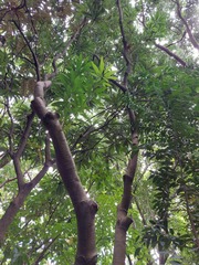 Semecarpus cuneiformis