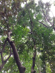 Semecarpus cuneiformis