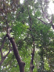 Semecarpus cuneiformis