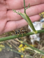 Polistes dominula