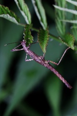 Neohirasea