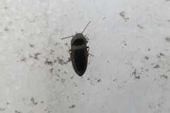 Hypnoidus riparius