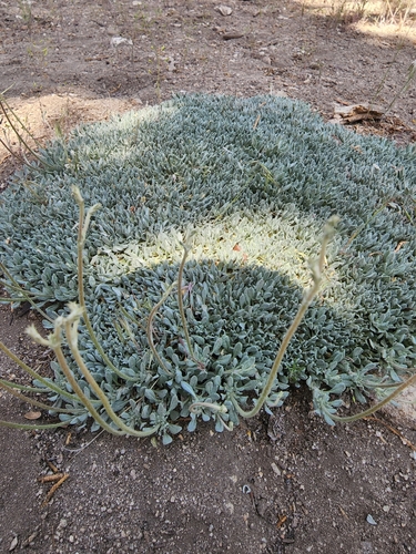 Image of Eriogonum kennedyi by (c) Zachary Wimberly, some rights reserved (CC BY)