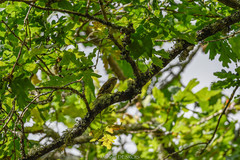 Certhia brachydactyla