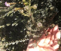 Amphithalea ericifolia