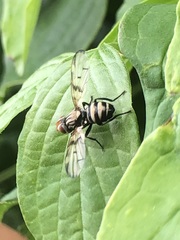 Otites formosa