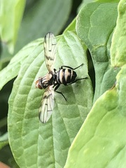 Otites formosa