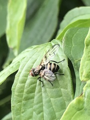 Otites formosa