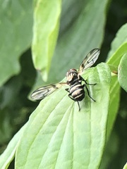 Otites formosa