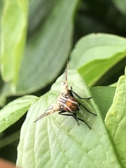 Otites formosa