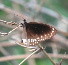 Euploea klugii
