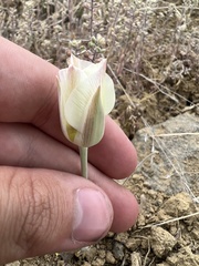 Calochortus nuttallii