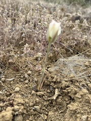 Calochortus nuttallii