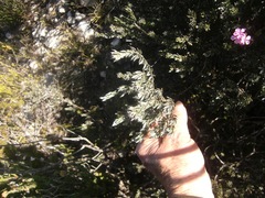 Amphithalea ericifolia