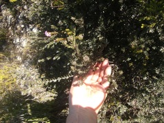 Amphithalea ericifolia