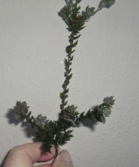 Amphithalea ericifolia