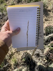 Poa glauca