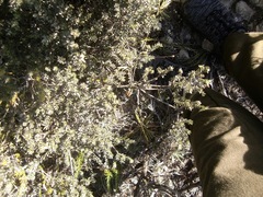 Amphithalea ericifolia