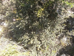 Amphithalea ericifolia