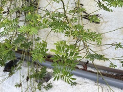 Indigofera hendecaphylla