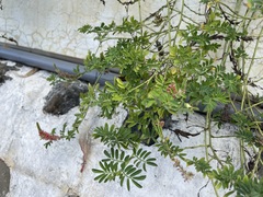 Indigofera hendecaphylla