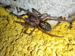 Araneae