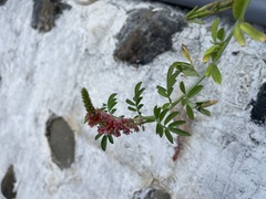 Indigofera hendecaphylla