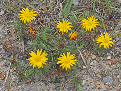 Oedera capensis