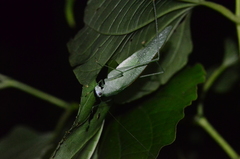 Anaulacomerina