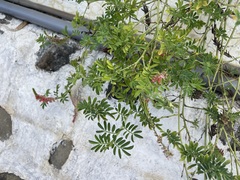 Indigofera hendecaphylla