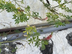 Indigofera hendecaphylla