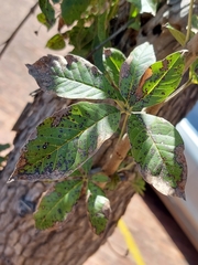 Vitex rehmannii