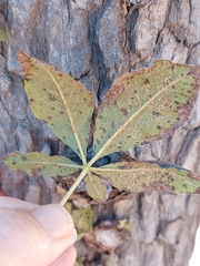 Vitex rehmannii
