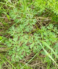 Peucedanum alsaticum