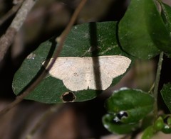 Semaeopus cantona