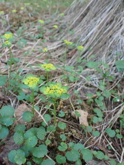 Chrysosplenium serreanum