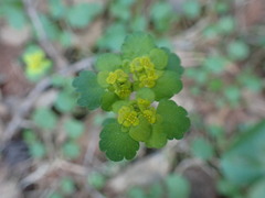 Chrysosplenium serreanum