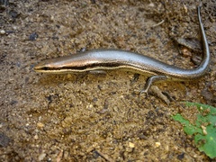 Marisora aquilonaria