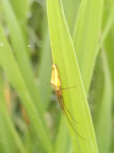 Common Stretch Spider