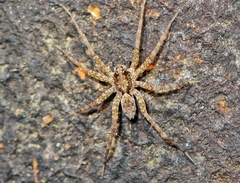 Pardosa sumatrana