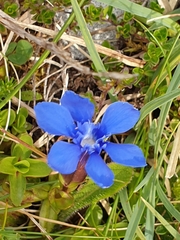 Gentiana verna