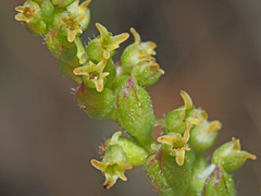 Holothrix brevipetala