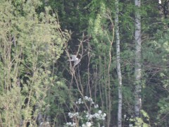 Sterna hirundo