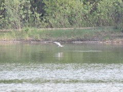 Sterna hirundo
