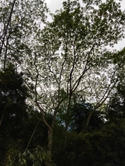 Pseudosamanea carbonaria