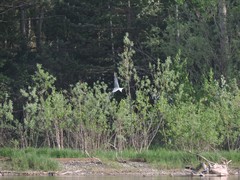 Sterna hirundo