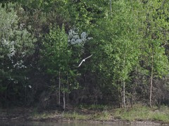 Sterna hirundo