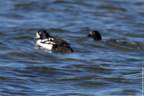 Porrón islándico (Bucephala islandica)