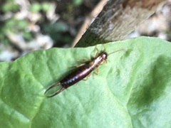 Apterygida albipennis